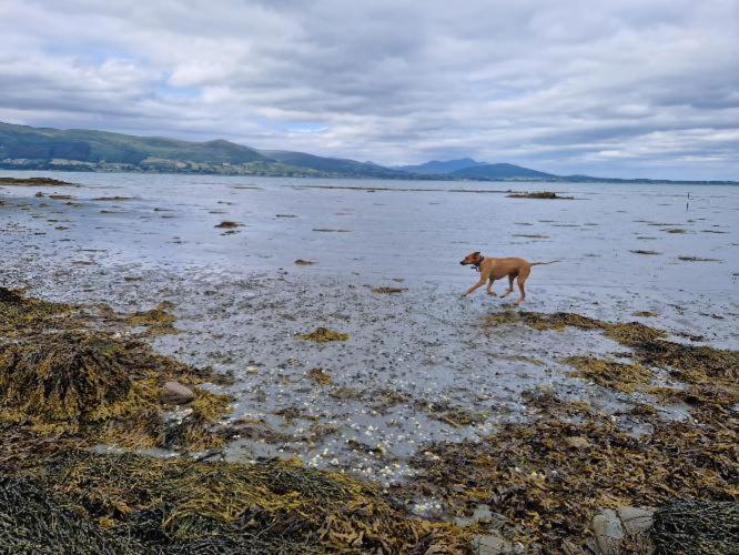 Mountain And Sea Views Carlingford